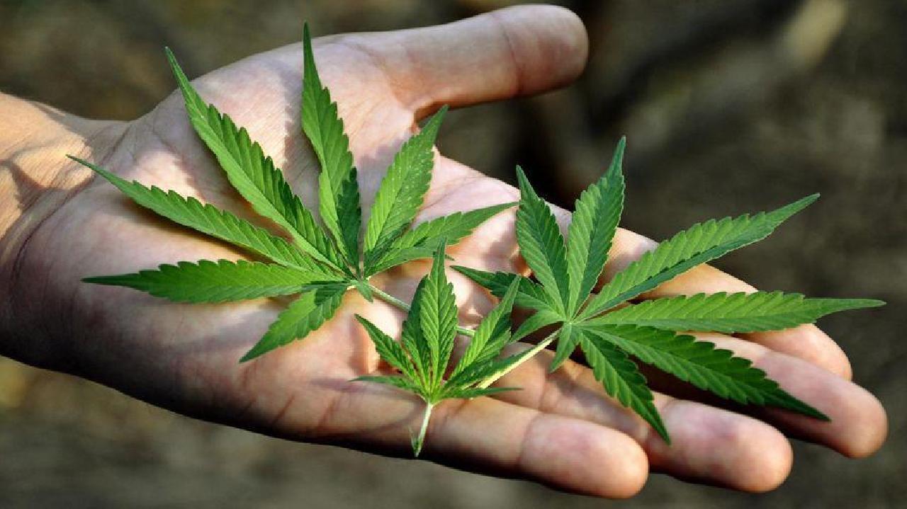 Anvisa autoriza cultivo de Cannabis para pesquisa em universidade pela primeira vez