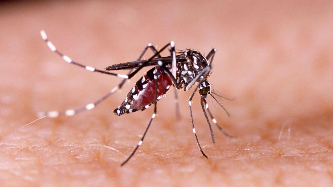 Goiás só perde para São Paulo em número de mortes por dengue em 2022