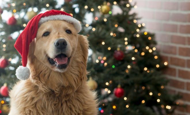 Reveillon: Saiba como proteger seus pets na virada do ano