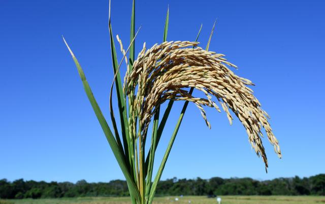 Goiás é o quarto maior produtor de grãos do país