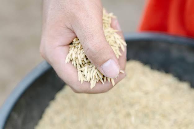 Novo edital de leilão de arroz sai em até dez dias, diz Paulo Teixeira