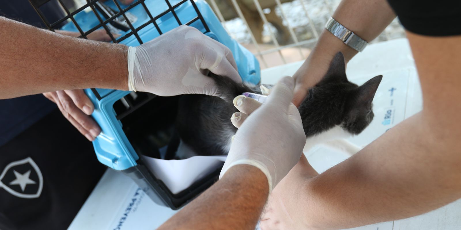 Rio confirma caso de raiva em cão que teve contato com morcego